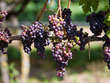 Sand Castle Winery Coupons Erwinna, PA Deals