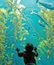 Birch Aquarium At Scripps Coupons La Jolla, CA Deals