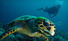 PCH Scuba Coupons Burbank, California Deals