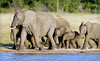 11-Day Tour of Africa and Safari   Coupons  Deals