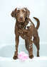 Precious Pets Coupons New York, NY Deals