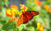 The Butterfly Zoo Coupons Tiverton, Rhode Island Deals