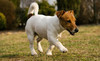 Fluff and Puff Dog Wash Coupons San Mateo, California Deals
