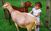 The Little Farm Coupons Goulds, Florida Deals
