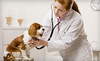 Pet Medical Centers Coupons Miami Beach, Florida Deals