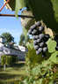 Zorvino Vineyards Coupons Sandown, NH Deals
