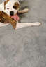 Conder Carpet Cleaning Coupons  Deals