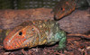 Great Lakes Zoological Society Coupons Ann Arbor, Michigan Deals