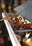 Clear Choice Roofing Coupons  Deals