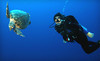 Desert Divers Coupons Tucson, Arizona Deals