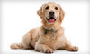Pawsh Boutique & Spa Coupons Sarasota, Florida Deals