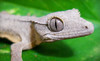 Cold Blooded Encounters Coupons Monroe, North Carolina Deals