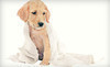 Glenn's Animal Hospital Coupons Huntsville, Alabama Deals