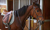 Juro Stables Coupons Mt. Juliet, Tennessee Deals