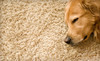 Be Green Carpet Cleaning Coupons  Deals