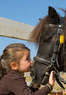 Saxton Equestrian Coupons Wilton, CA Deals
