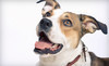 Tail Waggerz Pet Care Coupons Newton, Massachusetts Deals