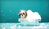 Pet Avenue Coupons Miami, Florida Deals
