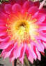 Exotic Plants Coupons Sacramento, CA Deals