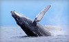 Pacific Nature Tours Coupons San Diego, California Deals