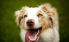 Dog Days of Sommer Coupons Wichita, Kansas Deals