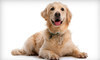  Pawcasso's Luxury Pet Spa Coupons Tulsa, Oklahoma Deals