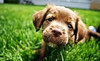 610 Pet Lodge Coupons Houston, Texas Deals