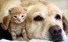 Homestead Animal Hospital Coupons Homestead, Florida Deals