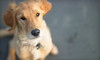 Ortega Animal Care Center Coupons Laguna Niguel, California Deals