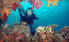 Bluewater Divers Coupons Oklahoma City, Oklahoma Deals