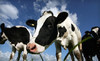 Kreider Farms Coupons Manheim, Pennsylvania Deals