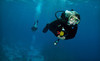 Berry Dive Center Coupons Northbrook, Illinois Deals