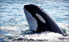 Orcas Island Eclipse Charters Coupons Orcas Island, Washington Deals