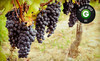 Molon Lave Vineyards Coupons Warrenton, Virginia Deals