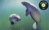Manatee Tour and Dive Coupons Crystal River, Florida Deals