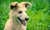 WoofGang Doggy Day Care Coupons Carrollton, Texas Deals