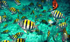 Reef Roamer and Quicksilver Catamarans Coupons Key Largo, Florida Deals