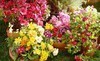 Rolling Meadows Landscape and Garden Center Coupons Olathe, Kansas Deals