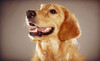 Dog Bar Coupons Charlotte, North Carolina Deals