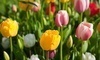 Garden World Coupons Flushing, New York Deals