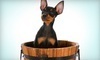 Oh My Dog Grooming Spa Coupons Amherst, New York Deals