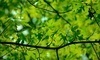 Land of Lincoln Tree Farm and Nursery Coupons Oregon, Illinois Deals