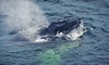 Newburyport Whale Watch Coupons Newburyport, Massachusetts Deals