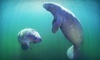 Manatee Tour and Dive Coupons Crystal River, Florida Deals