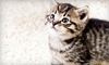 Southern Hills Veterinary Hospital Coupons Tulsa, Oklahoma Deals