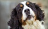 Dirty Dawgz Coupons Plano, Texas Deals
