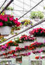 Perreault Nurseries Coupons North Grafton, MA Deals