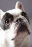 Grooming Loft Coupons Miami Beach, FL Deals