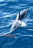 Vagabond Cruise Coupons Hilton Head, SC Deals