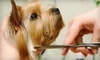 Four Paws Spa Coupons Bixby, Oklahoma Deals